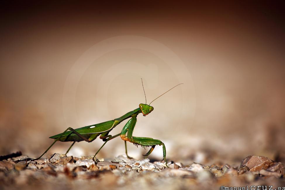 Mantis religiosa